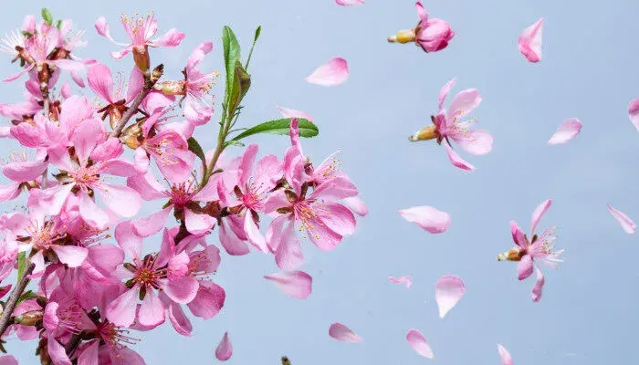 桃花的花语是什么 桃花的花语