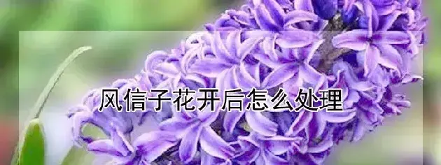 风信子花开后怎么处理