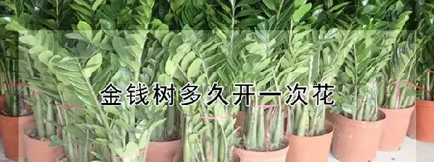 金钱树多久开一次花