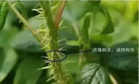 玫瑰花与其他花的对比？