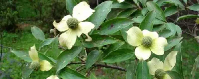 日本四照花花语：回礼 永恒