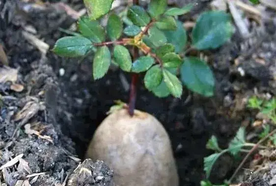 为什么要用土豆扦插茉莉？