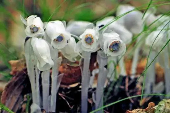 水晶兰花语及传说：水晶兰的花语 水晶兰的传说