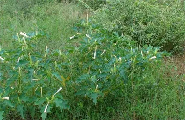 曼陀罗的种植技术