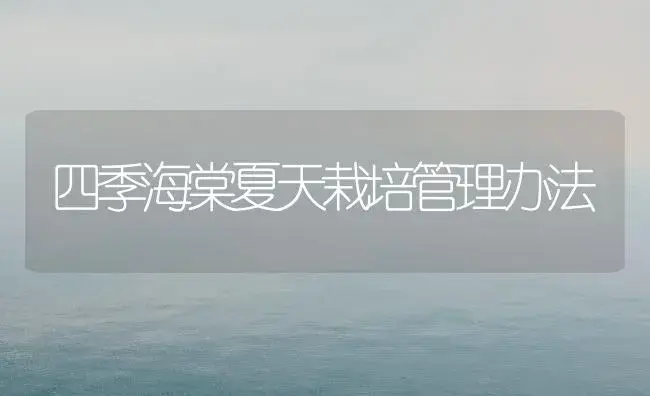 四季海棠夏天栽培管理办法 | 家庭养花