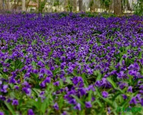 紫花地丁开花图片和花语 地丁草的功效与作用