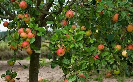 苹果树一月管理要点