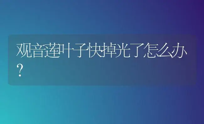 观音莲叶子快掉光了怎么办？ | 多肉养殖