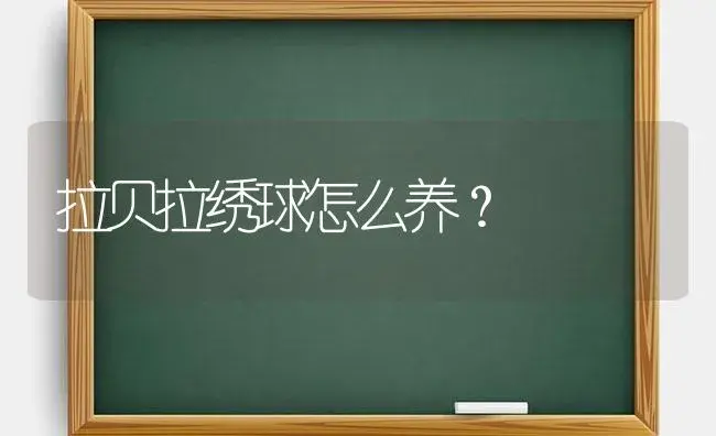 拉贝拉绣球怎么养？ | 绿植常识