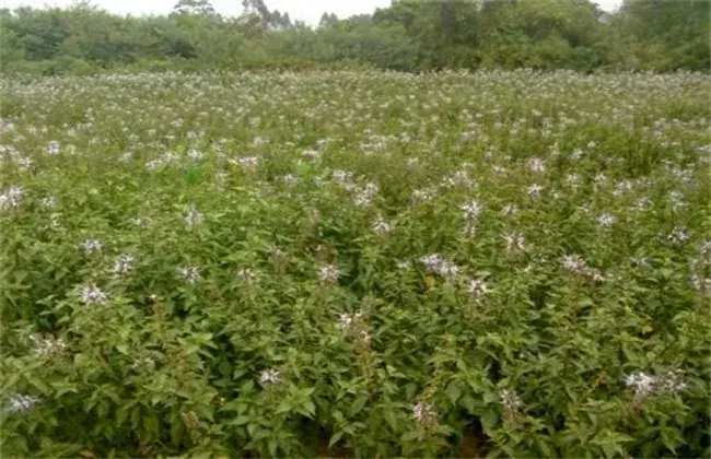 猫须草的栽培技术