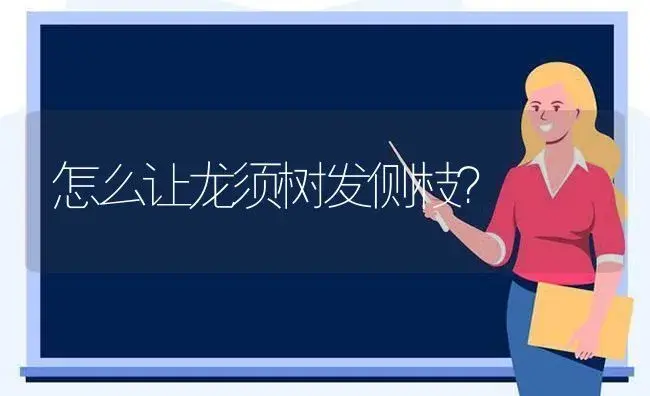 怎么让龙须树发侧枝？ | 多肉养殖