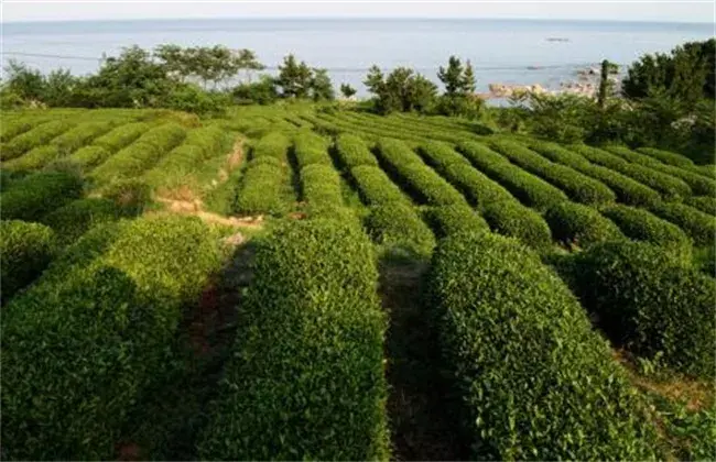 茶叶树栽培技术