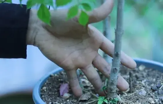 盆栽修剪 | 幸福树春天能剪光头吗