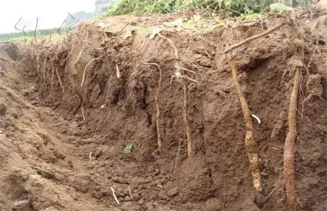 山药栽培的关键要点