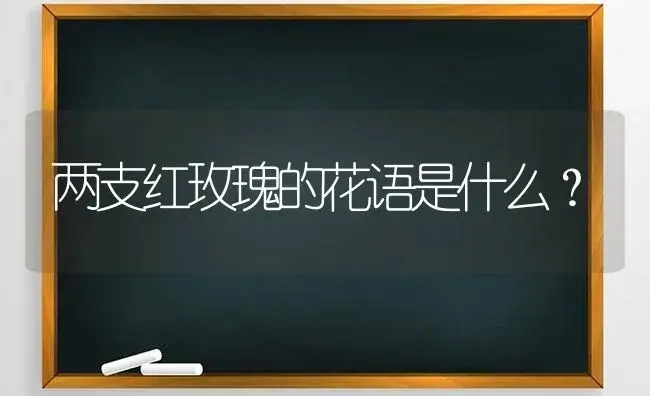 两支红玫瑰的花语是什么？ | 绿植常识