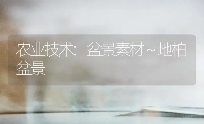 农业技术:盆景素材～地柏盆景 | 家庭养花