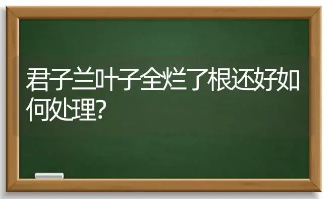 君子兰叶子全烂了根还好如何处理？ | 绿植常识