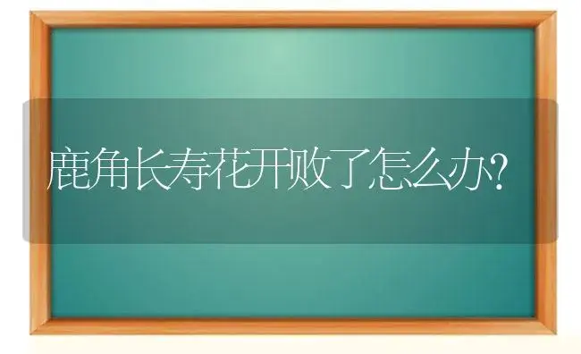 鹿角长寿花开败了怎么办？ | 多肉养殖