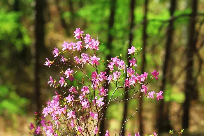 干枝杜鹃的花语是什么