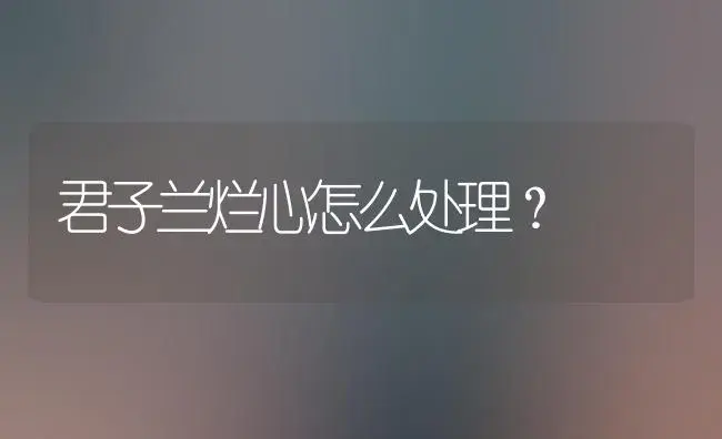 君子兰烂心怎么处理？ | 家庭养花