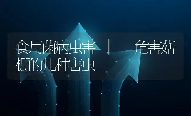 危害菇棚的几种害虫 | 菌菇种植