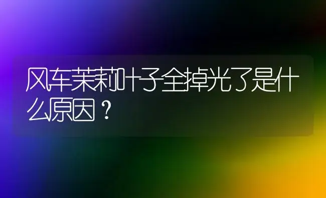 风车茉莉叶子全掉光了是什么原因？ | 绿植常识