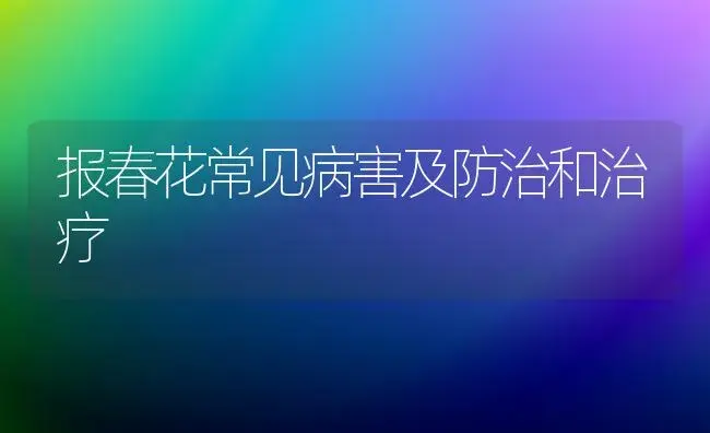 报春花常见病害及防治和治疗 | 家庭养花