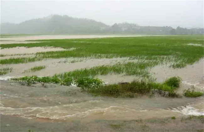 水稻洪涝灾害后该怎么办