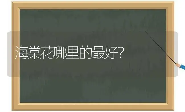 海棠花哪里的最好？ | 绿植常识