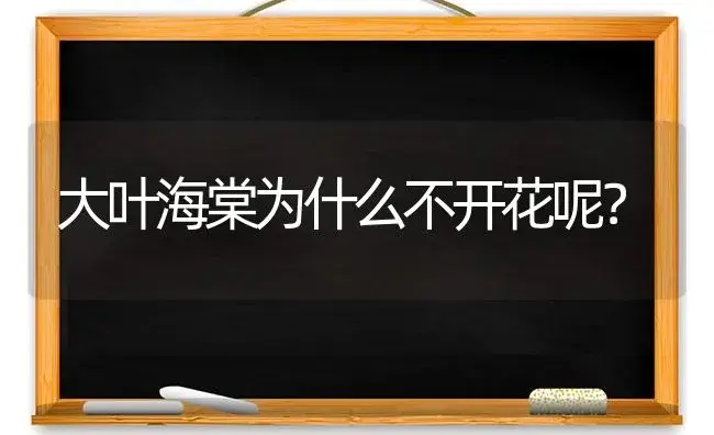 大叶海棠为什么不开花呢？ | 绿植常识