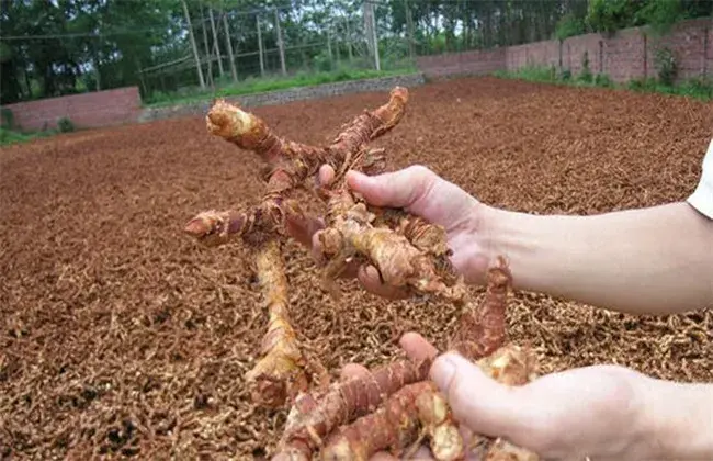 高良姜的种植技术