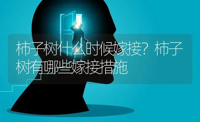 柿子树什么时候嫁接？柿子树有哪些嫁接措施 | 果木种植