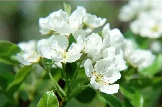 罕见好听的花名及花语，盘点十种绝美名字的花儿