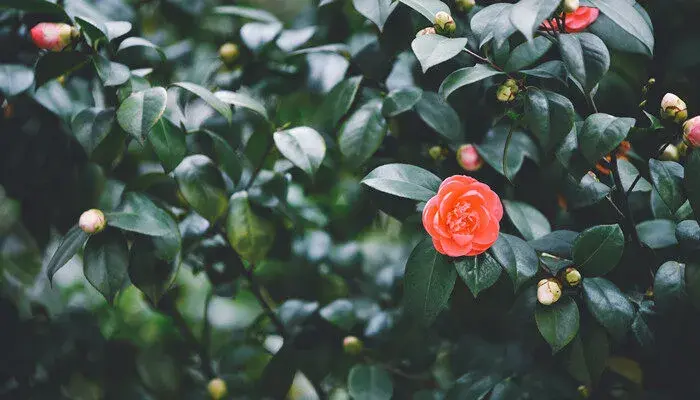 红色山茶花的寓意和象征 红色山茶花花语及代表意义