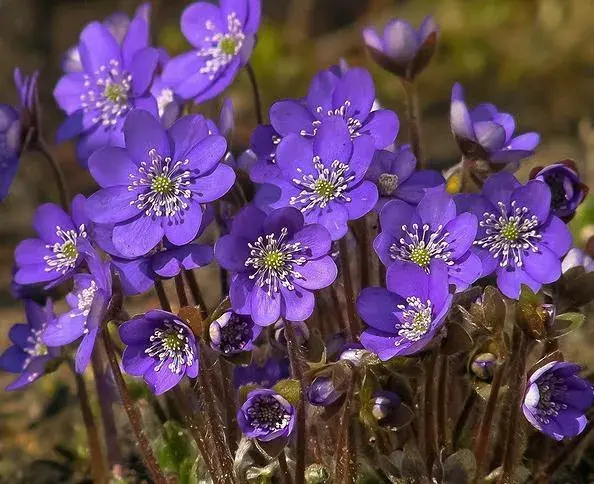 那些花的花语，你真的都知道吗？快来收藏吧