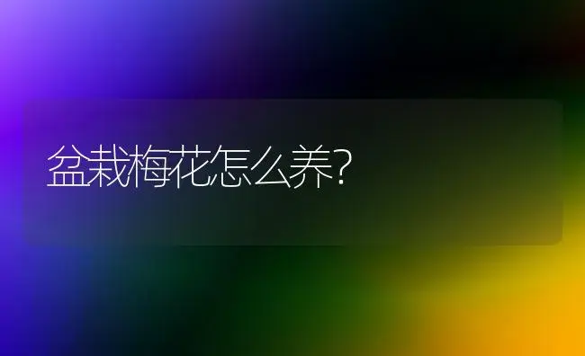 盆栽梅花怎么养？ | 家庭养花