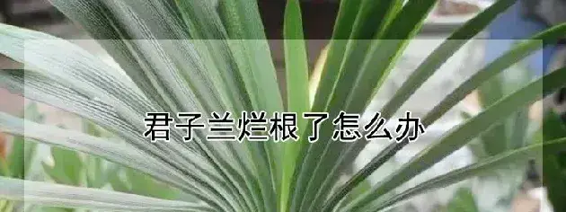 君子兰烂根了怎么办