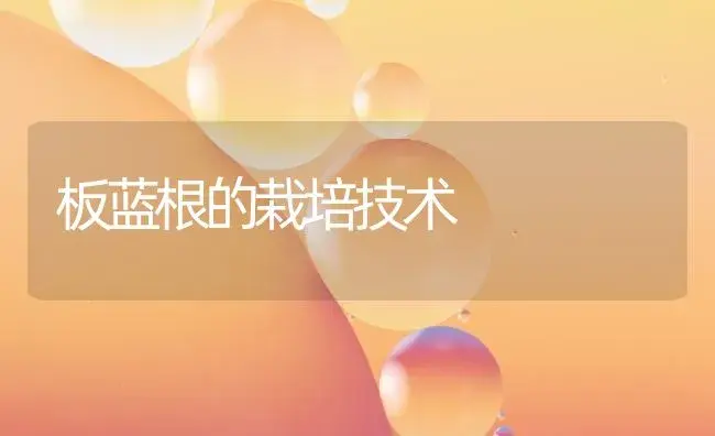 板蓝根的栽培技术 | 药材种植