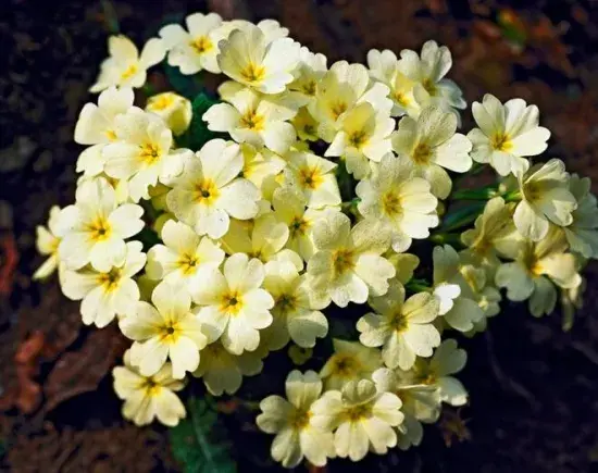 樱草花的养殖方法，樱草花的花语有哪些？