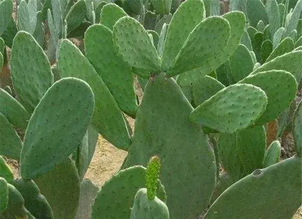 仙人掌开花吗  仙人掌的花语是什么