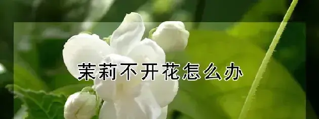 茉莉不开花怎么办