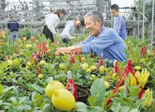 盆景养护管理 | 佛手盆景的养护管理