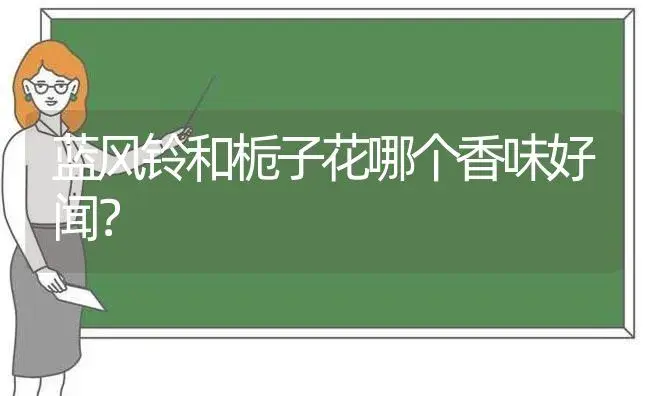 蓝风铃和栀子花哪个香味好闻？ | 绿植常识