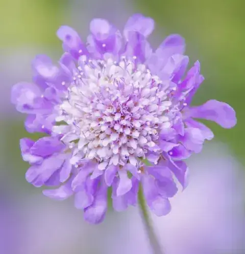 松虫草的花语是什么？