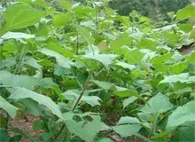 雪莲果种植成湖南城步特色农业