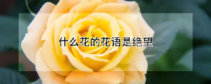 什么花的花语是绝望