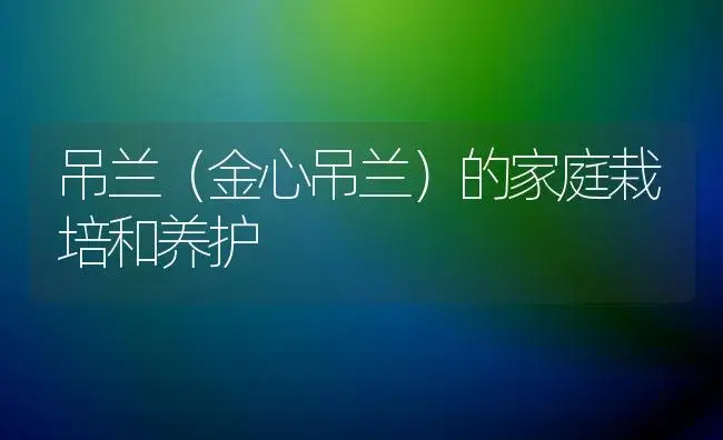 吊兰（金心吊兰）的家庭栽培和养护 | 家庭养花