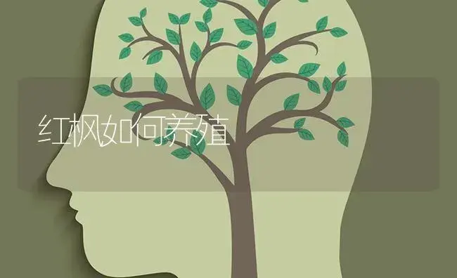 红枫如何养殖 | 特种种植