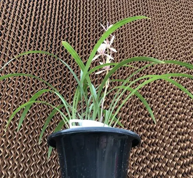 兰花种植方法？