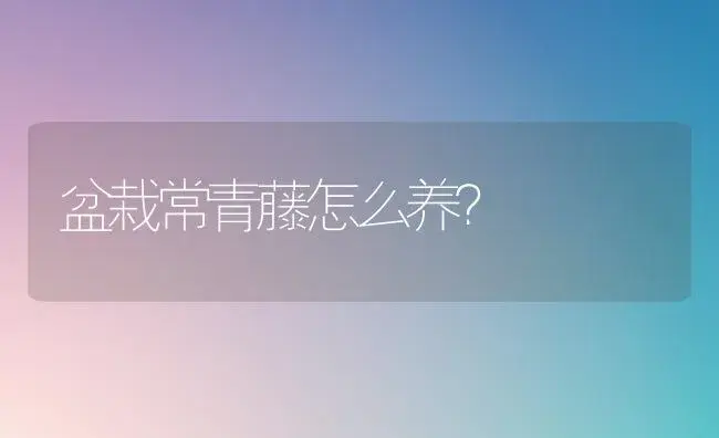 盆栽常青藤怎么养？ | 家庭养花